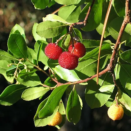 Surprise Αρασόν